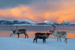Rentierherde bei Sonnenuntergang Vier Rentiere stehen in einer verschneiten Landschaft vor einem See in der rosigen Abenddämmerung.