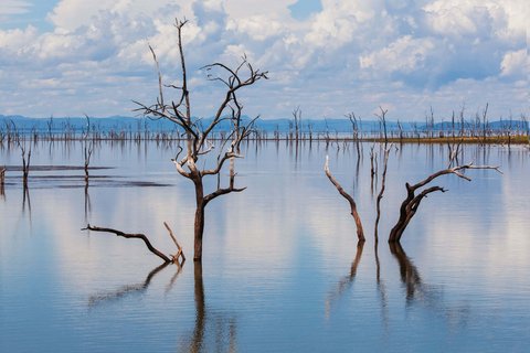 Tote Bäume ragen aus dem Wasser des Kariba Sees 