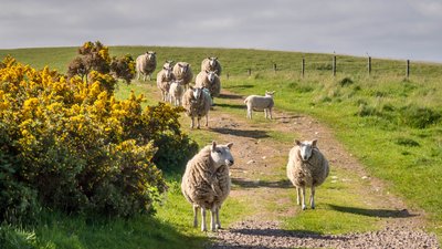 Tiere in den Highlands von Schottland in Großbritannien Schafherde auf einem Hügel kommen einen Weg entlang gelaufen