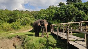 Elefantenbegegnung ing Chiang Mai Elefantenbegegnung ing Chiang Mai
