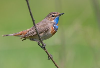 Das vom Aussterben bedrohte Blaukehlchen auf einem Ast.