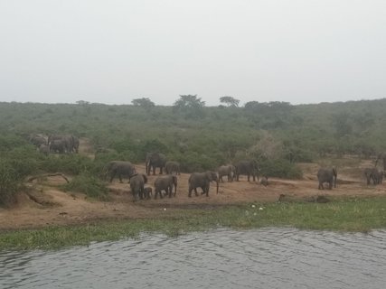 Eine Herde Elefanten an einem See.