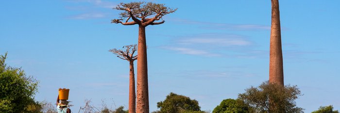 Einheimische Frau mit Korb auf dem Kopf vor Baobab Bäumen auf Madagaskar