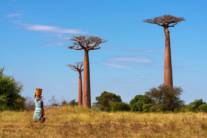 Einheimische Frau mit Korb auf dem Kopf vor Baobab Bäumen auf Madagaskar