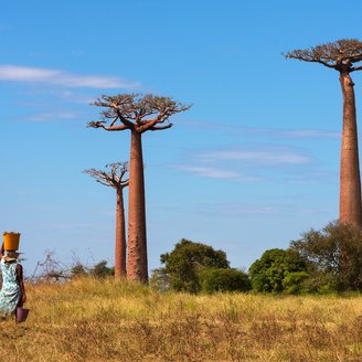 Einheimische Frau mit Korb auf dem Kopf vor Baobab Bäumen auf Madagaskar