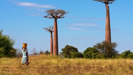 Einheimische Frau mit Korb auf dem Kopf vor Baobab Bäumen auf Madagaskar