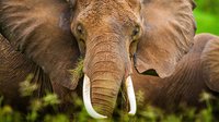 Eine Aufnahme eines Elefantenkopfes im Tarangire Nationalpark