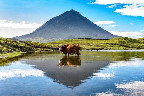 Ein Hochland-Rind vor dem Ponta do Pico auf der Insel Pico