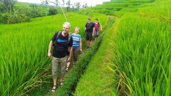 Die Reisegruppe spaziert durch die Reisfelder