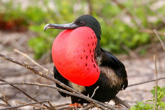 Der Prachtfregattvogel Ein schwarzer Vogel mit einem strahlend roten Hals und Bauch