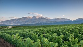 Riesige Weinplantage vor dem Gebirge Olymp in Zentralmakedonien