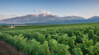 Riesige Weinplantage vor dem Gebirge Olymp in Zentralmakedonien