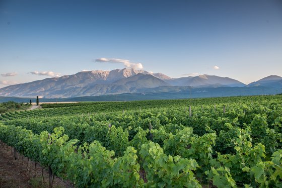 Weinberge in Zentralmakedonien Riesige Weinplantage vor dem Gebirge Olymp in Zentralmakedonien