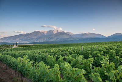 Riesige Weinplantage vor dem Gebirge Olymp in Zentralmakedonien