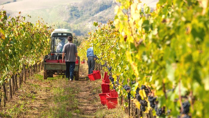 Männer ernten Trauben von Weinreben