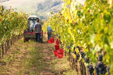 Männer ernten Trauben von Weinreben