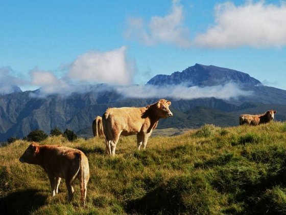 La Réunion - La Plaine des Cafres zwischen den beiden Vulkanen Piton des Neiges und Piton de la Fournaise