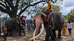 Unter einem großen Baum auf einem gepflasterten Weg stehen zwei Elefanten. Auf beiden reiten sri-lankische Männer, der linke Elefanten ist mit einem Kopfschmuck ausgestattet. Im Hintergrund sieht man viele Menschen.