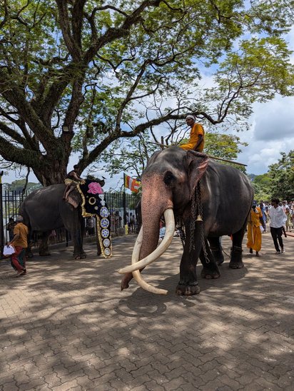 Unter einem großen Baum auf einem gepflasterten Weg stehen zwei Elefanten. Auf beiden reiten sri-lankische Männer, der linke Elefanten ist mit einem Kopfschmuck ausgestattet. Im Hintergrund sieht man viele Menschen.