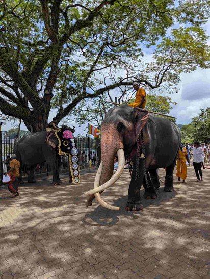 Unter einem großen Baum auf einem gepflasterten Weg stehen zwei Elefanten. Auf beiden reiten sri-lankische Männer, der linke Elefanten ist mit einem Kopfschmuck ausgestattet. Im Hintergrund sieht man viele Menschen.