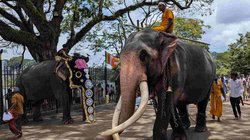 Unter einem großen Baum auf einem gepflasterten Weg stehen zwei Elefanten. Auf beiden reiten sri-lankische Männer, der linke Elefanten ist mit einem Kopfschmuck ausgestattet. Im Hintergrund sieht man viele Menschen.