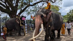 Unter einem großen Baum auf einem gepflasterten Weg stehen zwei Elefanten. Auf beiden reiten sri-lankische Männer, der linke Elefanten ist mit einem Kopfschmuck ausgestattet. Im Hintergrund sieht man viele Menschen.