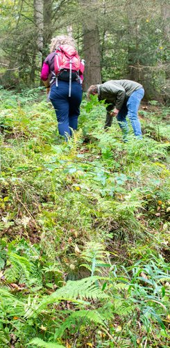 Zwei Wanderer suchen Pilze auf dem Waldboden.