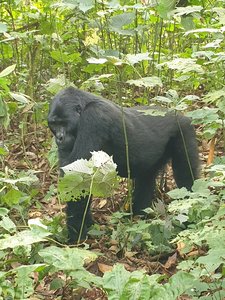 Ein Gorilla läuft durch den Dschungel