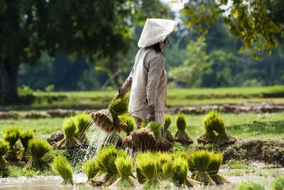Reisfeld in Laos Eine in helle Kleidung gekleidete Laotin mit traditionellem Hut trägt Reisbündel im Wasser eines Reisfeldes.