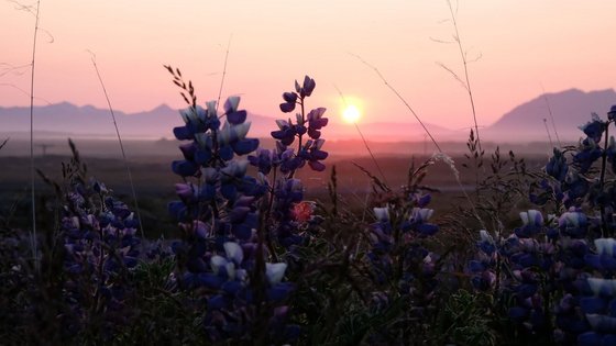 Mitternachtssonne über Lupinen in Island Die Sonne steht tief über einer flachen Landschaft mit Bergen in der Ferne. Im Vordergrund blühen violette Lupinen, in warmes Rosa und Orange des Sonnenuntergangs getaucht.