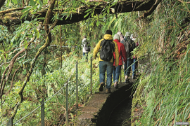 Im Lorbeerwald an der Levada do Caldeirão Verde – viel grüner geht es nicht!