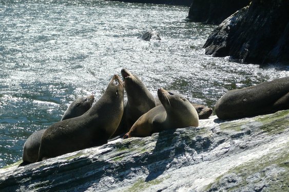 Seehunde sonnen sich auf Steinen am Wasser