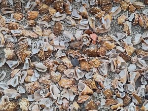 Das Bild wird komplett von Muscheln ausgefüllt, die dicht an dicht auf dem Strand liegen.