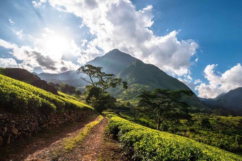 Ein Blick auf das beeindruckende Mulanje-Massiv in Malawi, umgeben von üppiger Vegetation. Ein ruhiger Weg führt durch die grüne Landschaft von Lujeri, gesäumt von Teeplantagen und hügeligen Wäldern. Die majestätischen Berge ragen in den klaren Himmel und schaffen eine atemberaubende Kulisse.