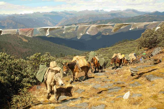 Mann treibt beladende Pferde in den Bergen