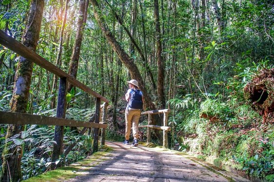 Frau wandert durch einen Wald in Borneo