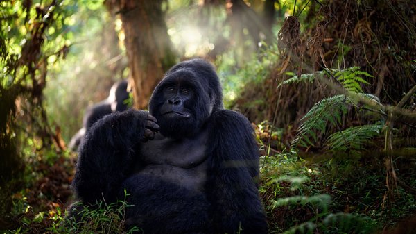 Berggorilla in der freien Natur von Uganda Berggorilla sitzt gemütlich inmitten des Regenwaldes von Uganda