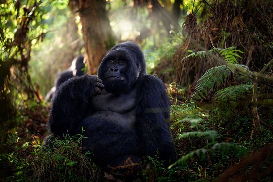 Berggorilla sitzt gemütlich inmitten des Regenwaldes von Uganda