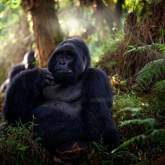 Berggorilla sitzt gemütlich inmitten des Regenwaldes von Uganda