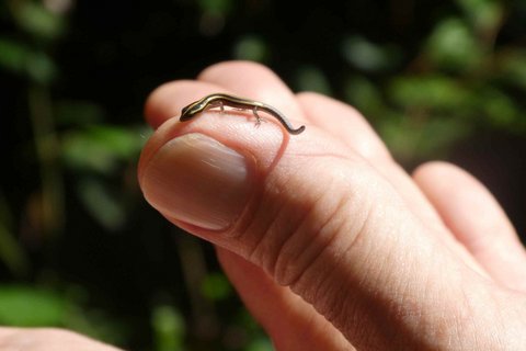 Große im Bild sieht man eine nach oben gerichtete Hand mit dem Daumen nach vorne. Auf der Kuppe des Daumens sitzt ein etwa fingernagelgroßer schwarz-gelb-gestreifter Salamander.
