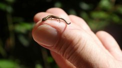 Große im Bild sieht man eine nach oben gerichtete Hand mit dem Daumen nach vorne. Auf der Kuppe des Daumens sitzt ein etwa fingernagelgroßer schwarz-gelb-gestreifter Salamander.