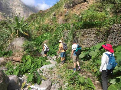Vor einer Trockenmauer umgeben von grüner Vegetation laufen vier Wanderer über einen schmalen Pfad im Paúl-Tal auf Santo Antao von rechts vorne diagonal vom Betrachter weg in den Bildmittelgrund hinein.
