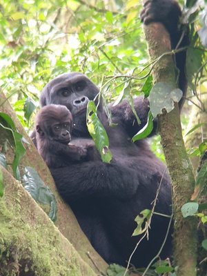 Eine Gorilla-Mutter mit Kind im Dschungel von Uganda Ein Gorillaweibchen mit Kind sitzt in einem Baum