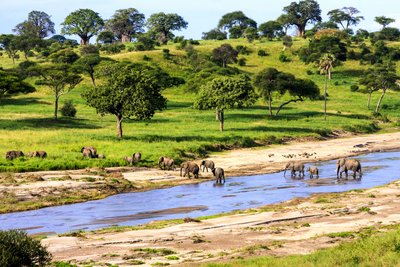 Eine Herde Elefanten überquert einen Fluss in der Serengeti in Tansania.