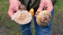 Pilzexperte Marcus hält in seinen Händen frische Pilze aus dem Westerwald. 