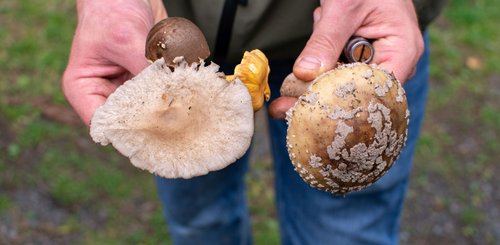 Pilzexperte Marcus hält in seinen Händen frische Pilze aus dem Westerwald. 