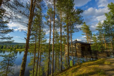 Ein grüner Wald an einem See mit Blockhütte