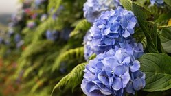 Blaue Hortensien auf den Azoren Blühende Hortensien auf den Azoren