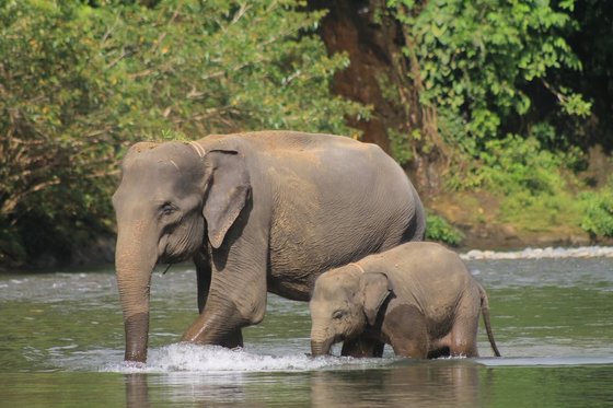 Eine erwachsene Elefantenkuh und ihr Jungtier durchqueren einen flachen Fluss auf Sumatra, Indonesien. Im Hintergrund dichter grüner Regenwald.