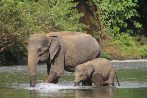 Eine erwachsene Elefantenkuh und ihr Jungtier durchqueren einen flachen Fluss auf Sumatra, Indonesien. Im Hintergrund dichter grüner Regenwald.